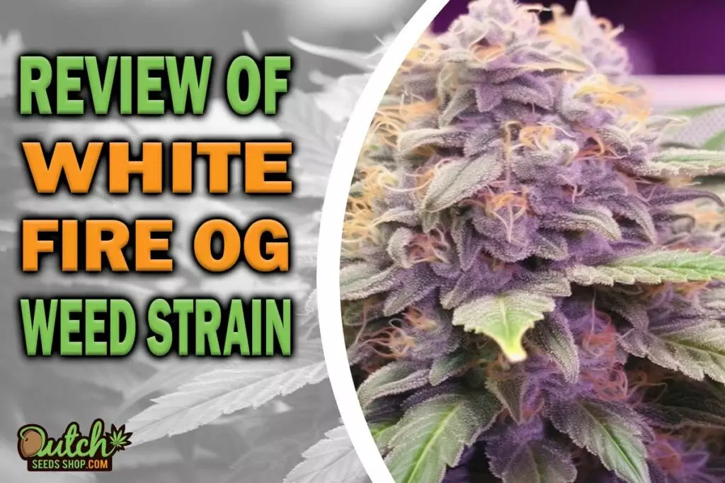 Review Of White Fire OG Weed Strain
