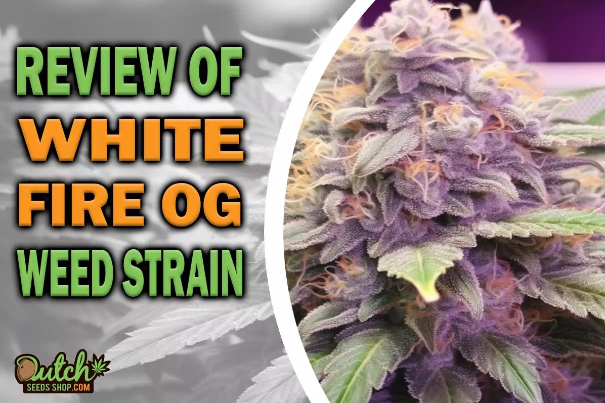 White Fire OG Marijuana Strain Information and Review