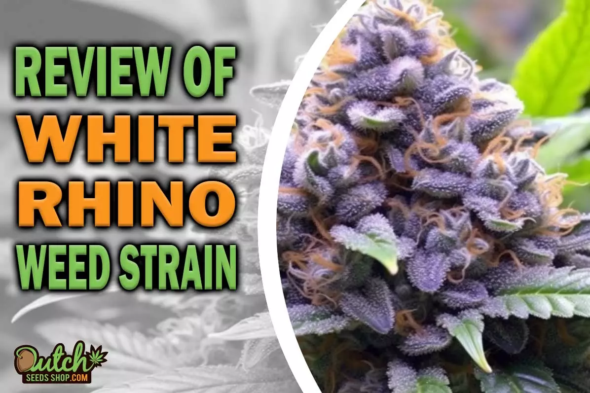 White Rhino Marijuana Strain Information and Review