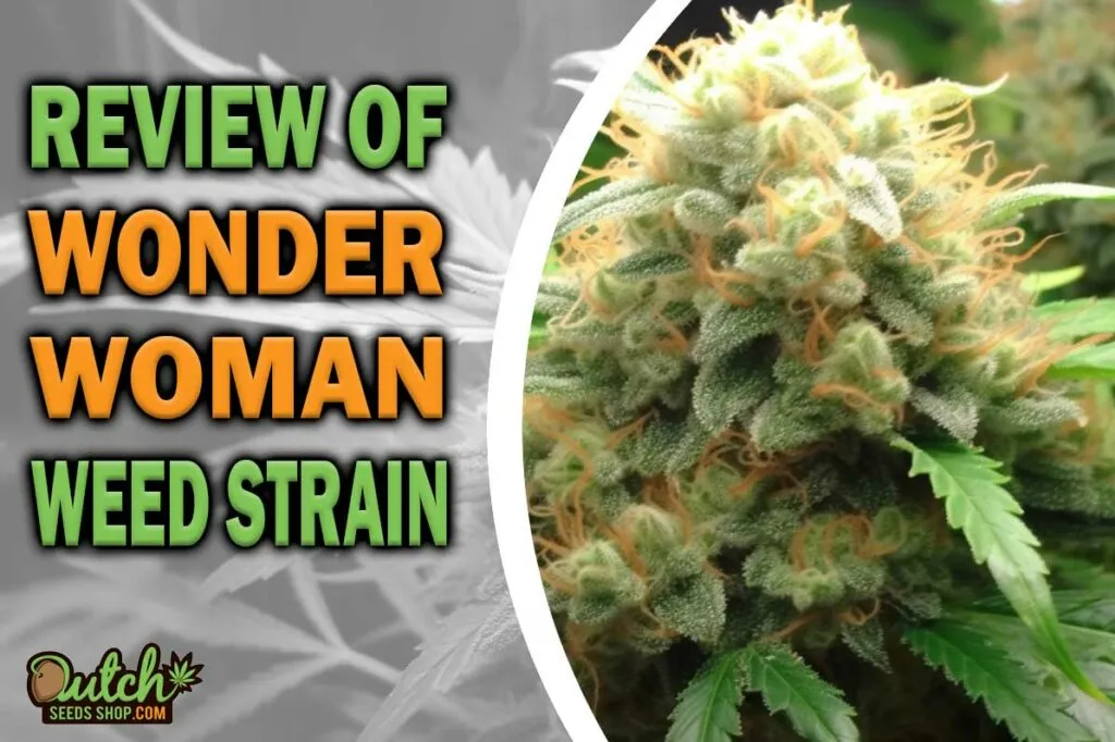 Review Of Wonder Woman Weed Strain