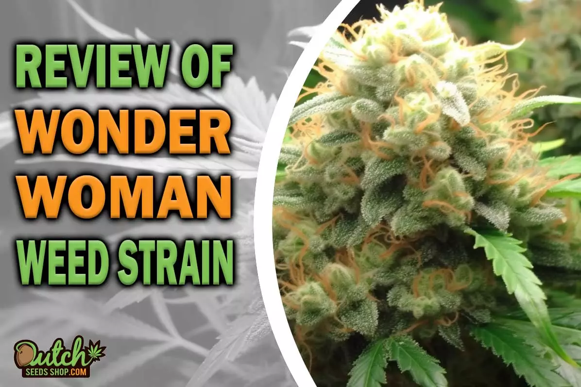 Wonder Woman Marijuana Strain Information and Review