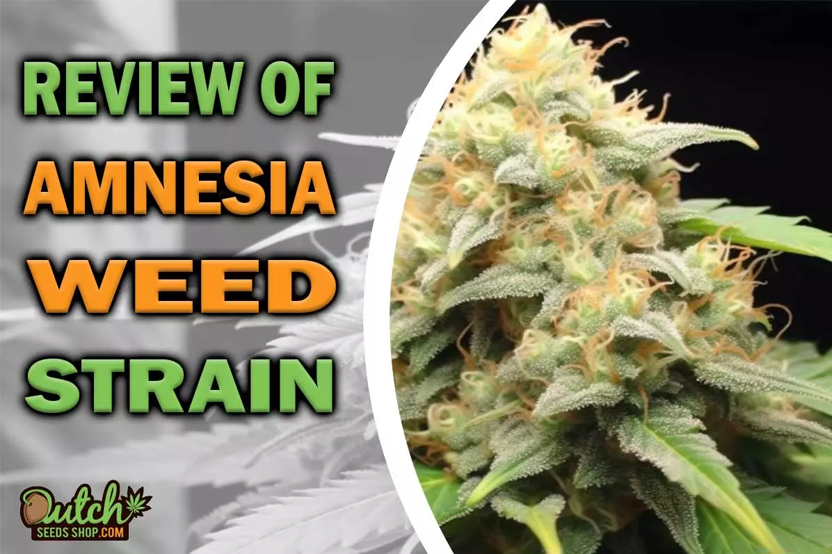 Amnesia Marijuana Strain Information and Review
