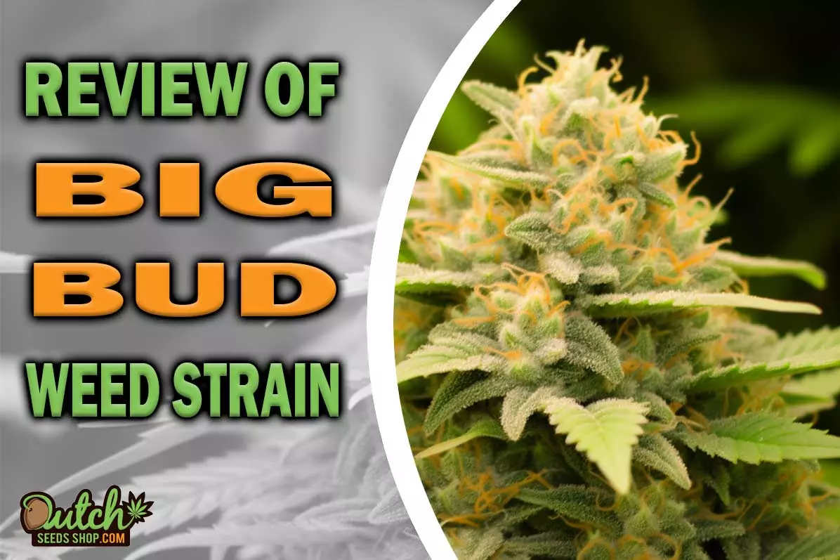 Big Bud Marijuana Strain Information and Review