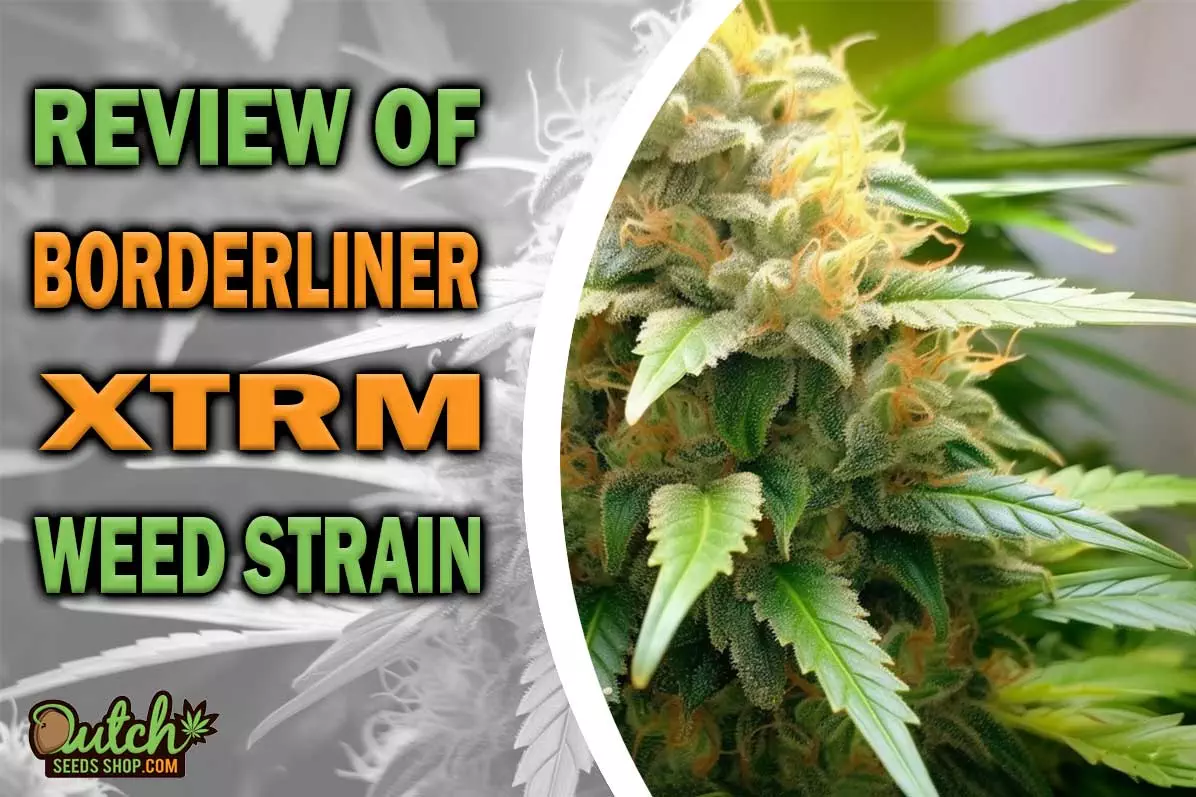 Borderliner XTRM Marijuana Strain Information and Review