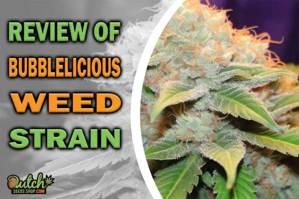 Review of Bubblelicious Marijuana Strain