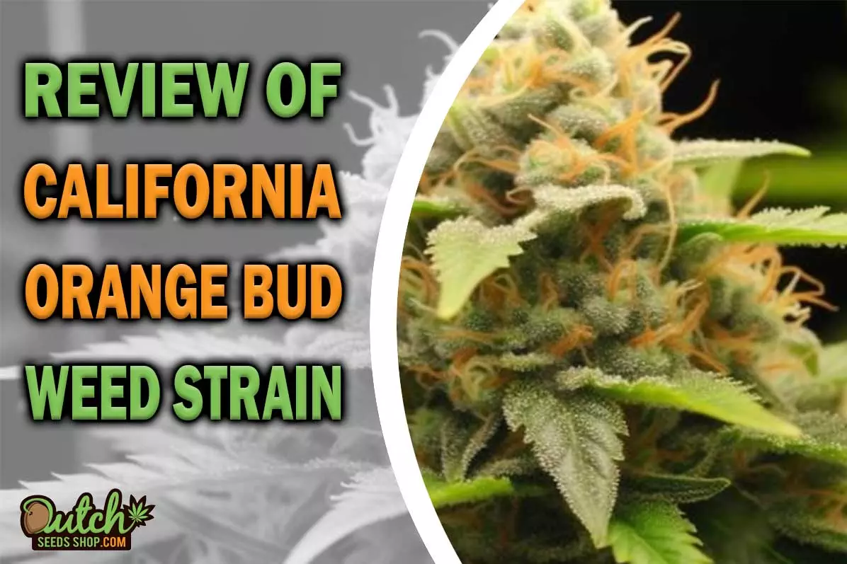 California Orange Bud Marijuana Strain Information and Review