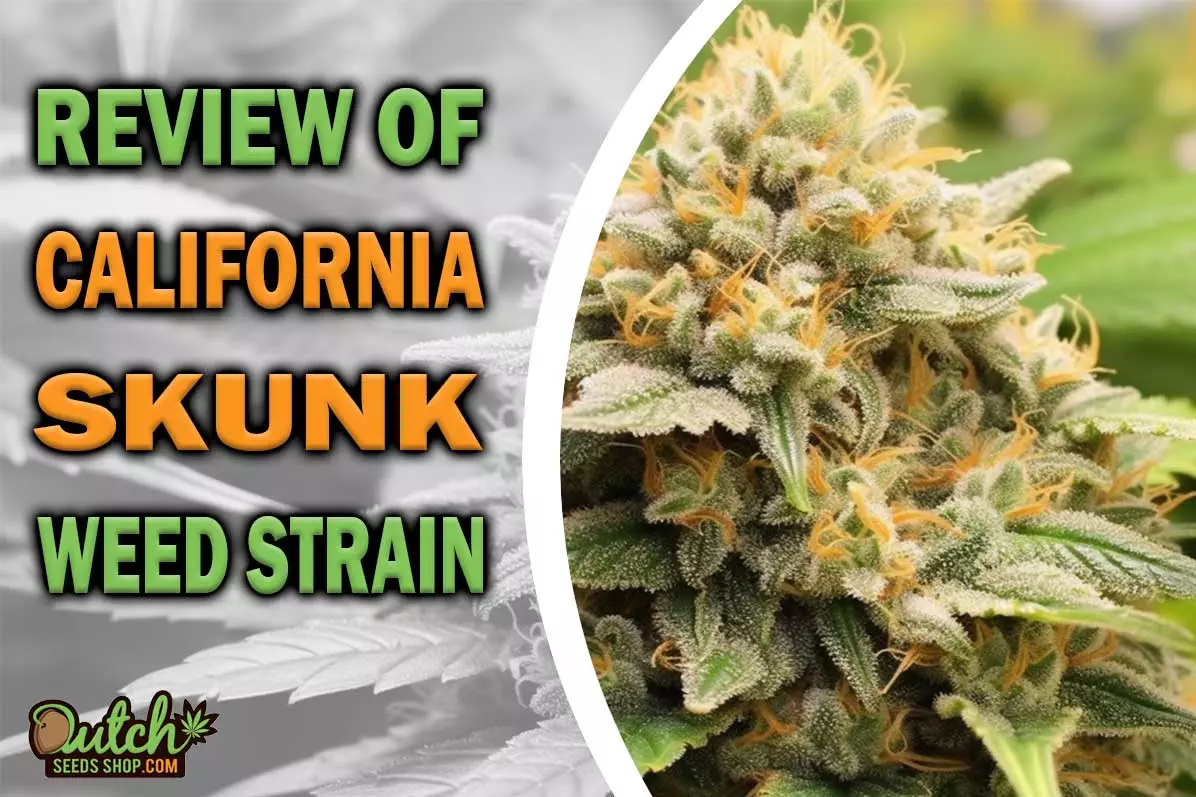 California Skunk Marijuana Strain Information and Review