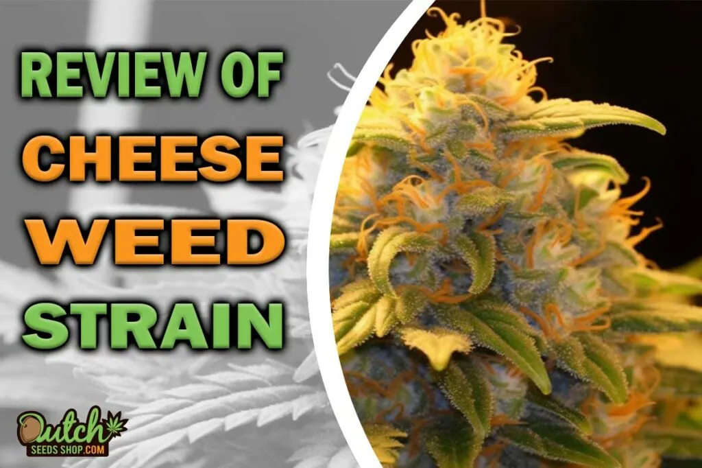 Review of Cheese Marijuana Strain