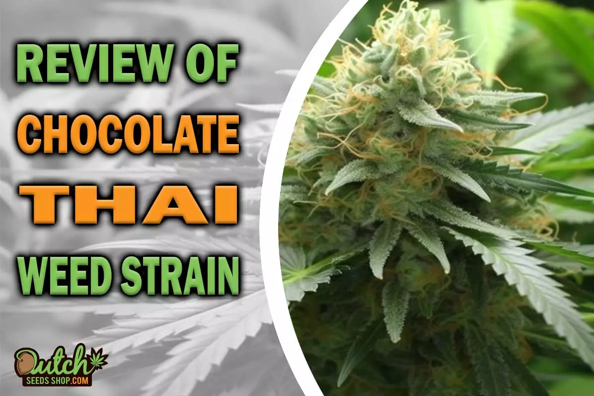Chocolate Thai Marijuana Strain Information and Review