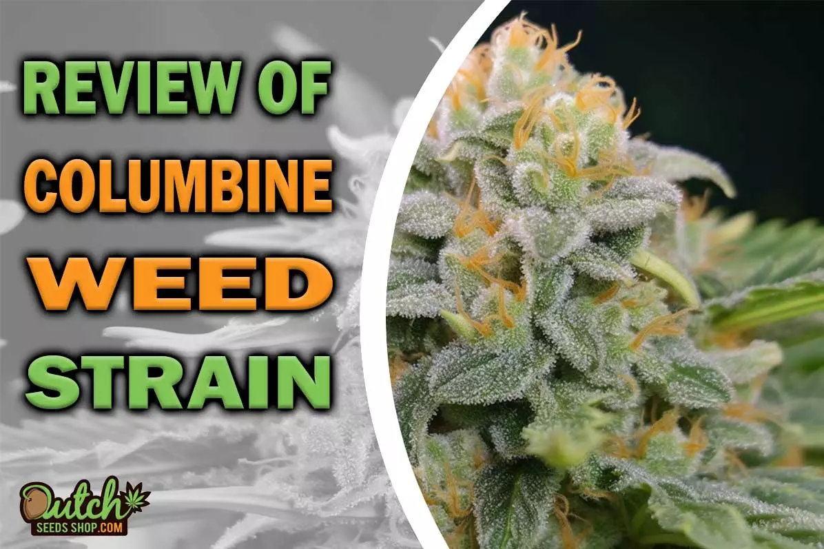 Columbine Marijuana Strain Information and Review