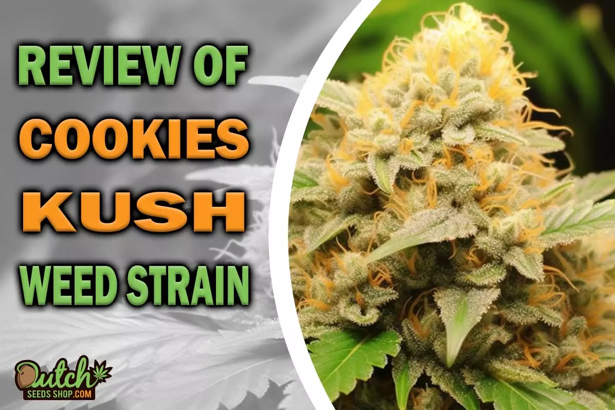 Cookies Kush Marijuana Strain Information and Review