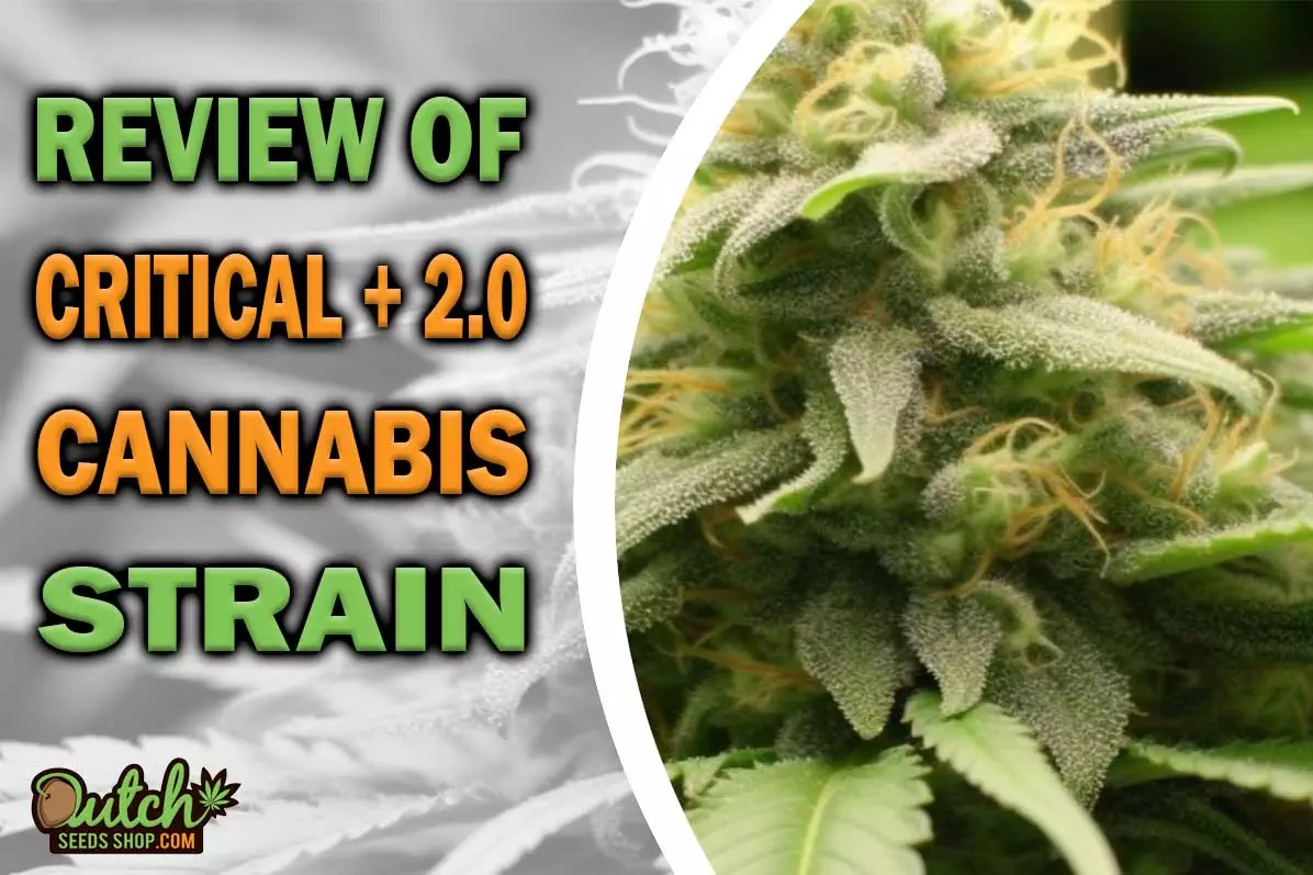 Critical + 2.0 Marijuana Strain Information and Review