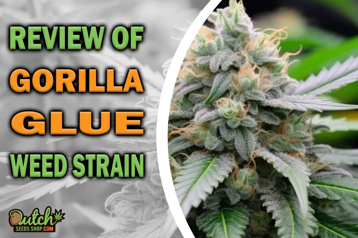 Gorilla Glue Marijuana Strain Information and Review
