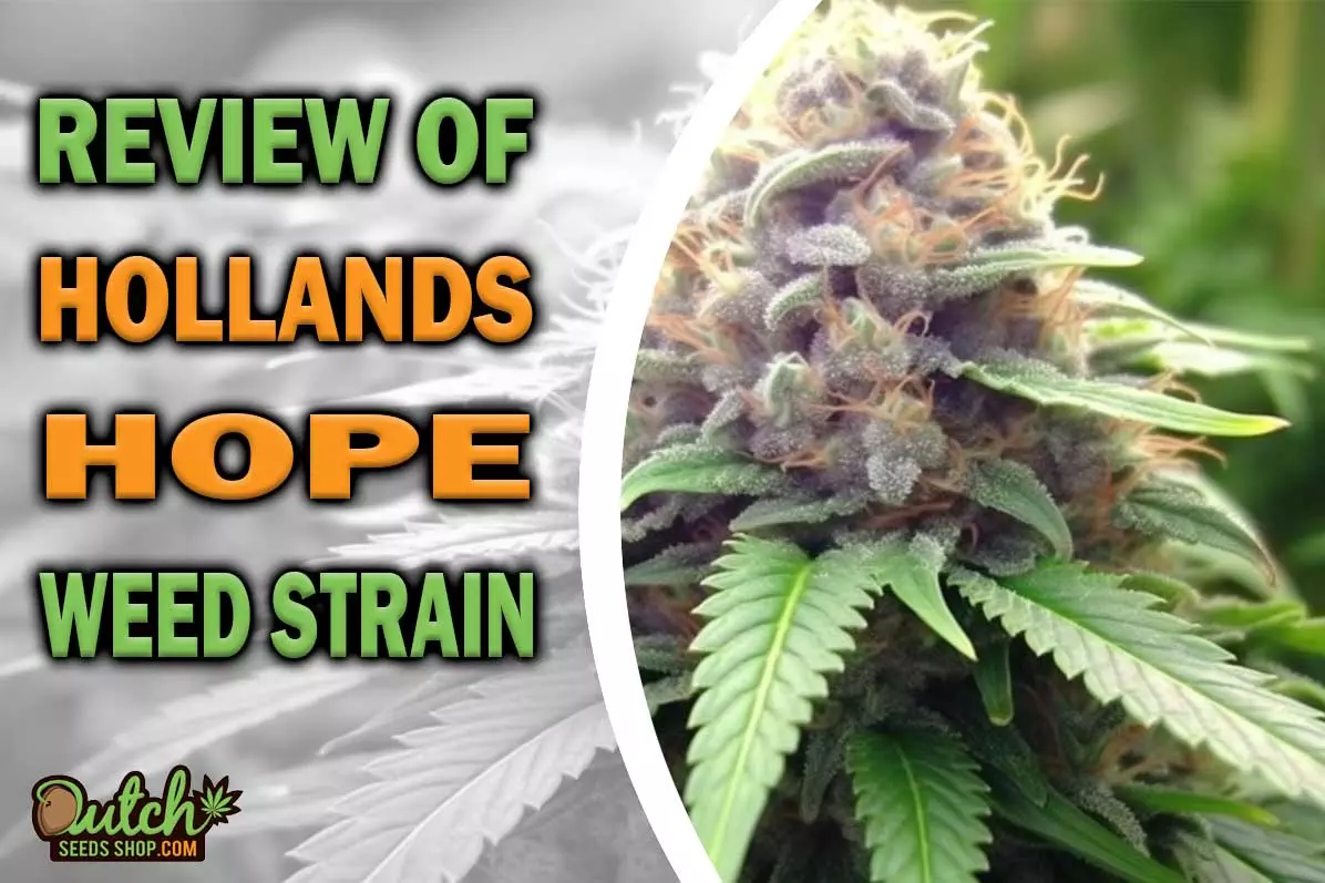 Hollands Hope Marijuana Strain Information and Review