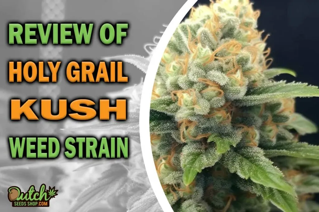 Review of Holy Grail Kush Marijuana Strain