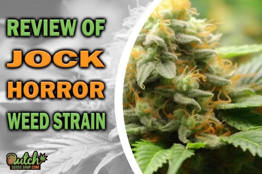 Review of Jock Horror Marijuana Strain