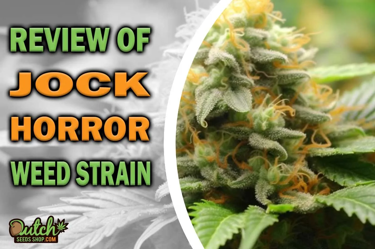 Jock Horror Marijuana Strain Information and Review