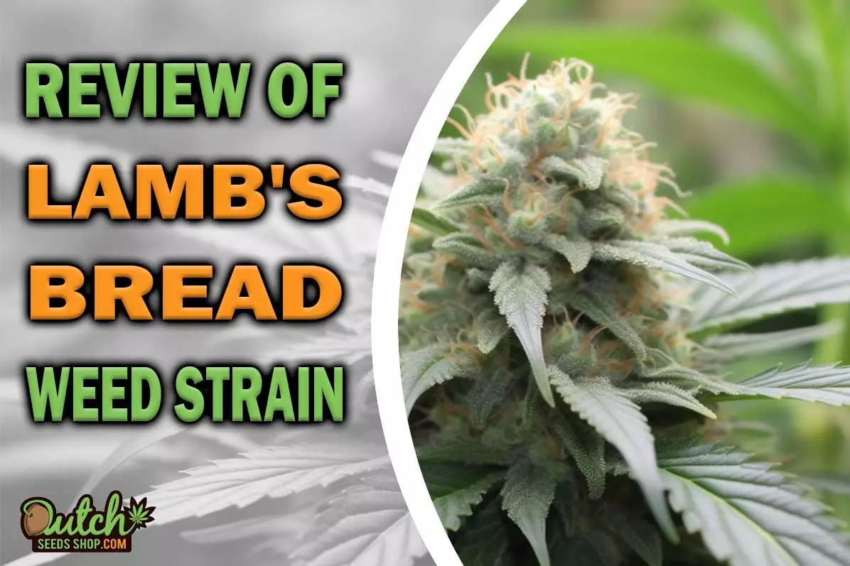 Lamb’s Bread Marijuana Strain Information and Review