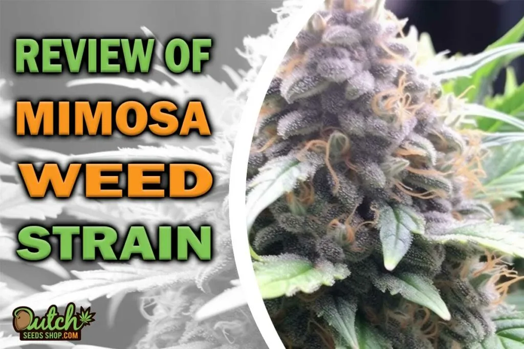 Review of Mimosa Marijuana Strain