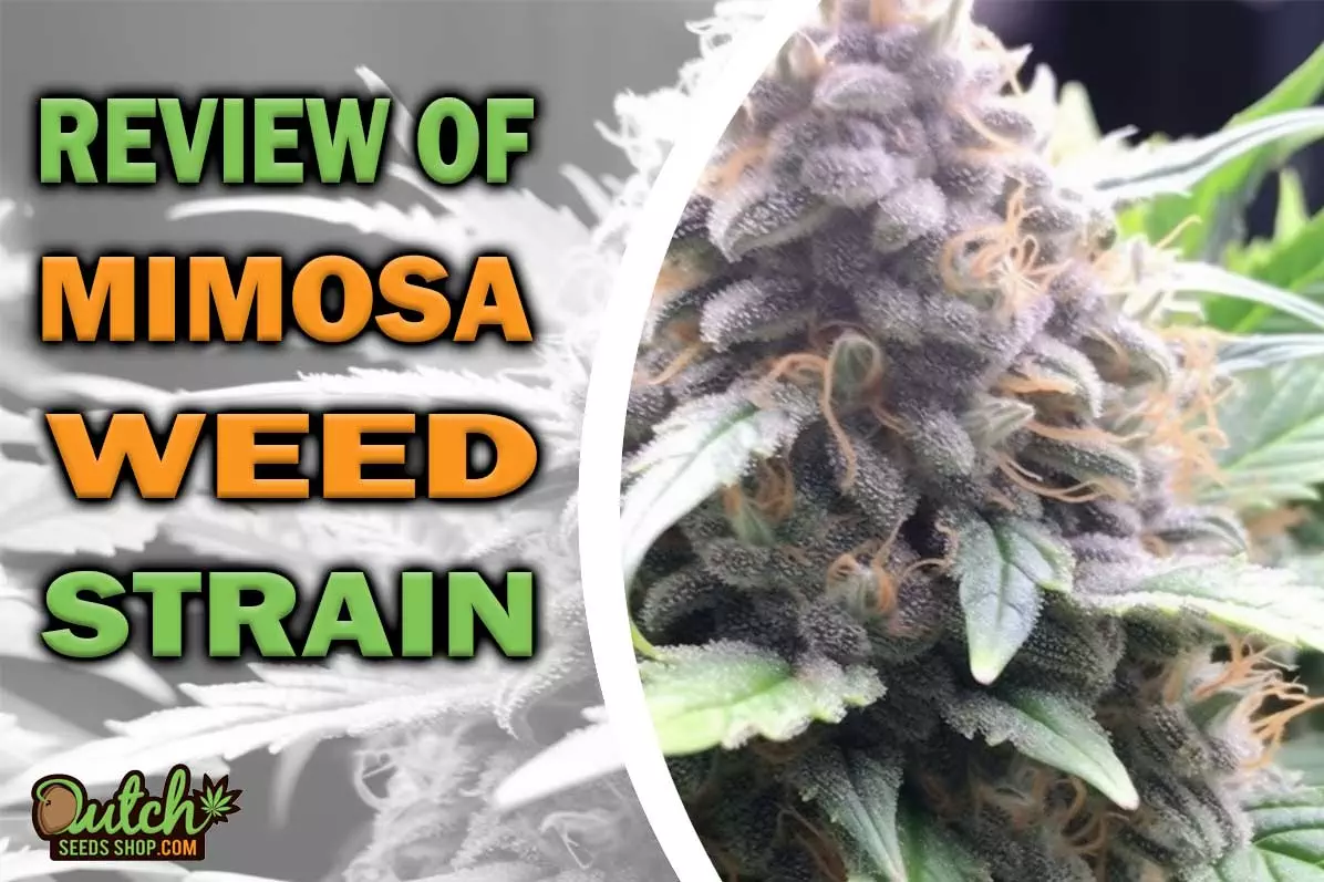 Mimosa Marijuana Strain Information and Review
