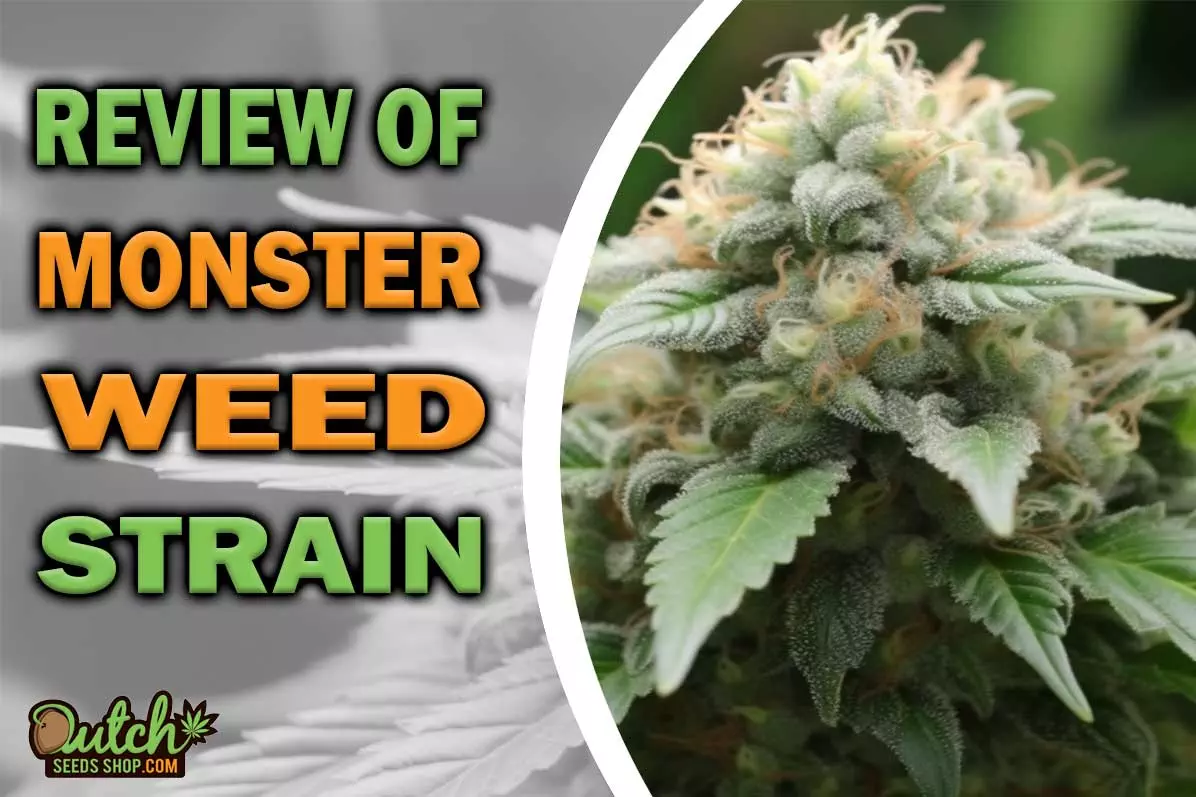 Monster Marijuana Strain Information and Review
