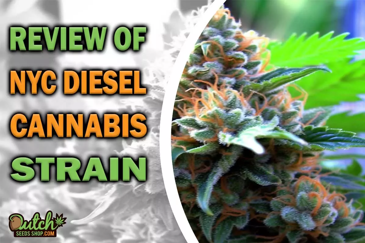 NYC Diesel Marijuana Strain Information and Review