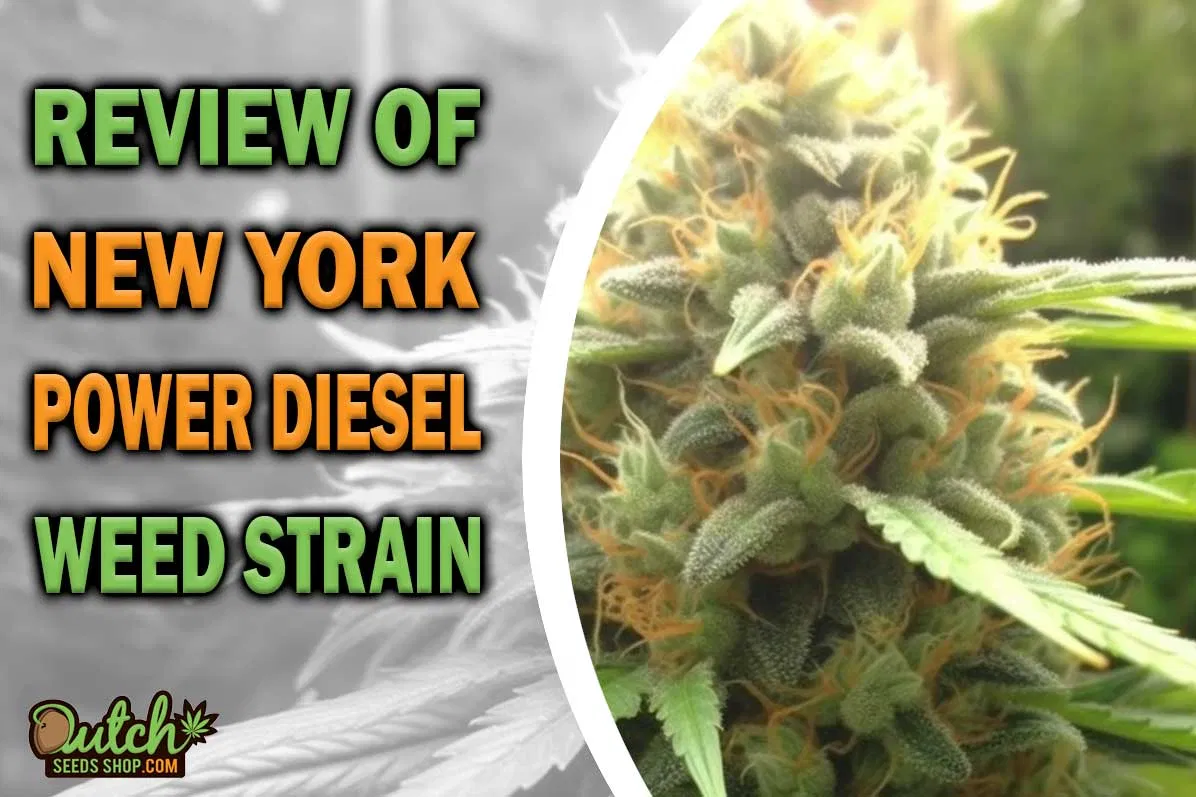 New York Power Diesel Marijuana Strain Information and Review