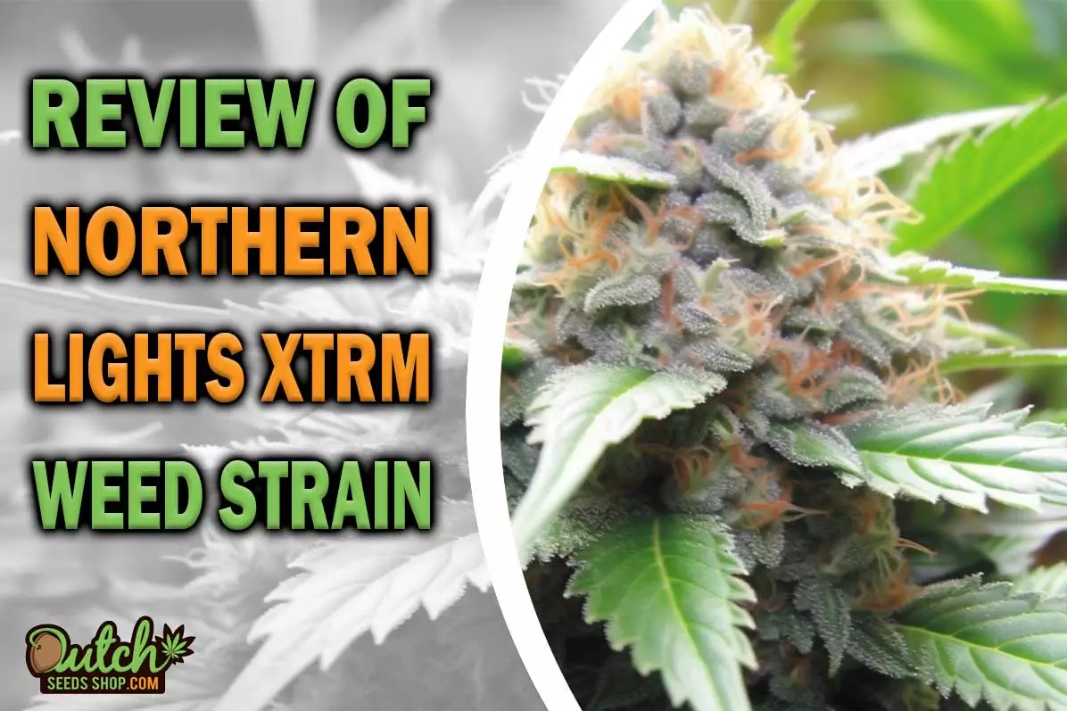 Northern Lights XTRM Marijuana Strain Information and Review