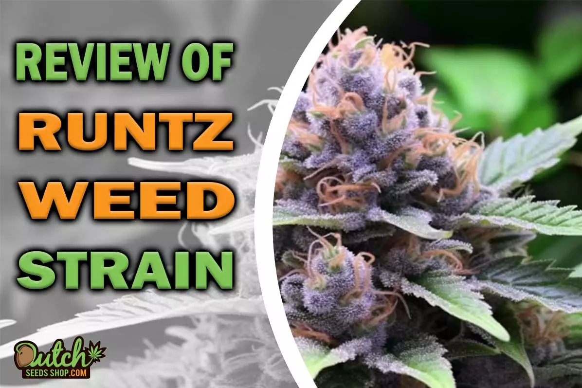 Runtz Marijuana Strain Information and Review