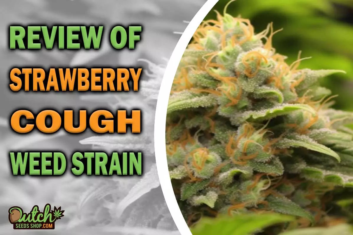 Strawberry Cough Marijuana Strain Information and Review