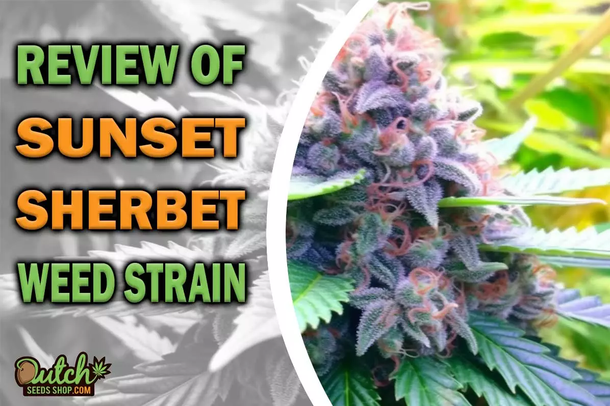 Sunset Sherbet Marijuana Strain Information and Review