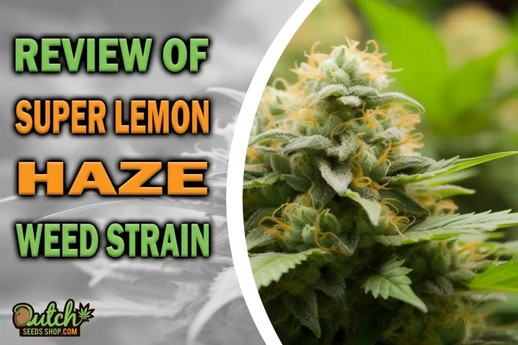 Review of Super Lemon Haze Marijuana Strain
