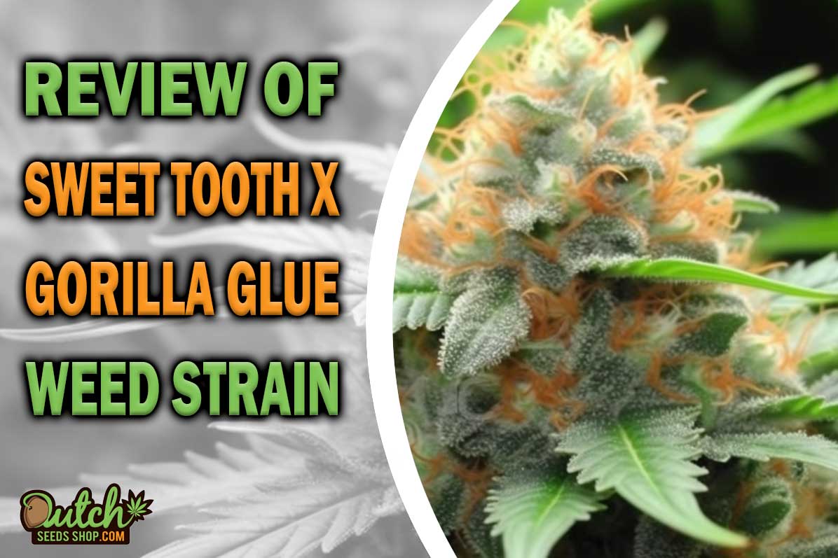 Sweet Tooth x Gorilla Glue Marijuana Strain Information and Review