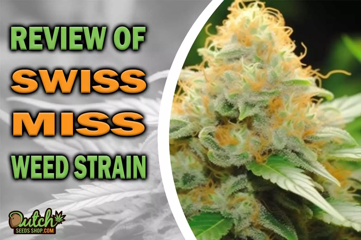 Swiss Miss Marijuana Strain Information and Review