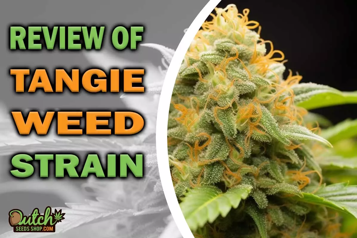Tangie Marijuana Strain Information and Review
