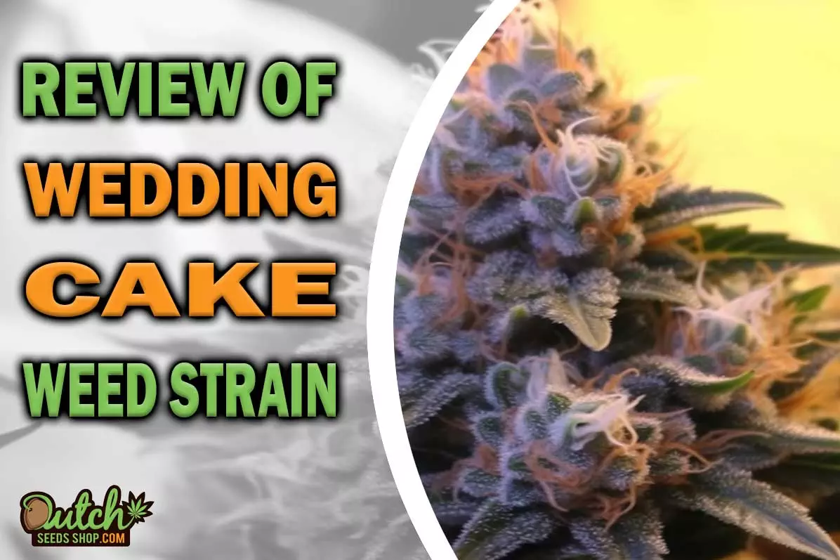 Wedding Cake Marijuana Strain Information and Review