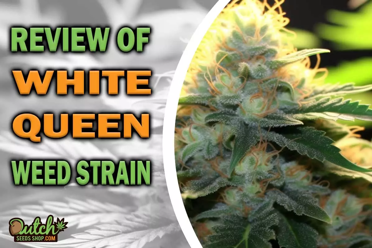 White Queen Marijuana Strain Information and Review