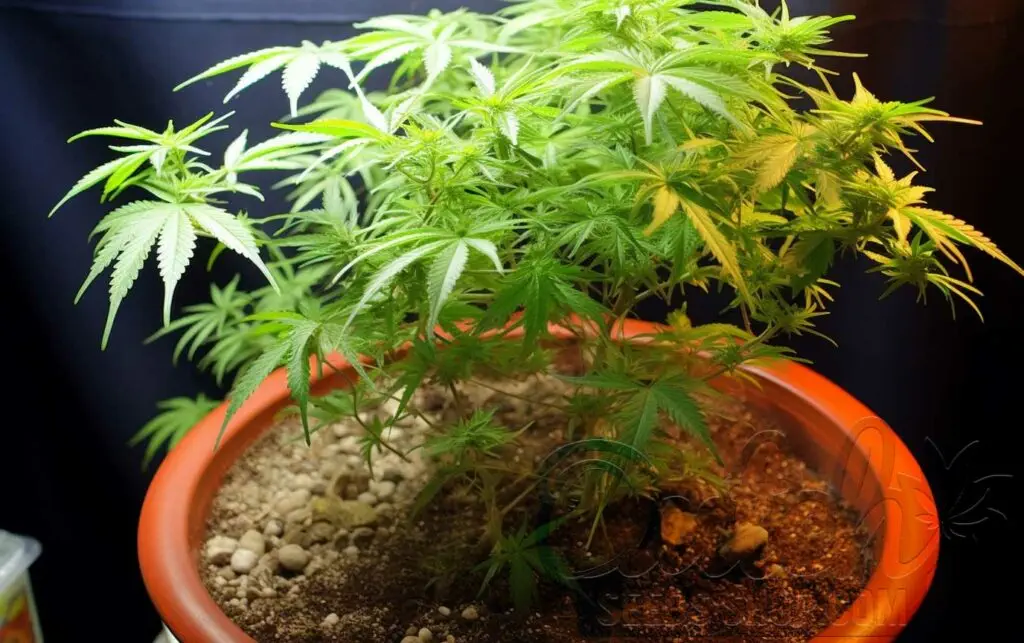 Selecting and Preparing Soil