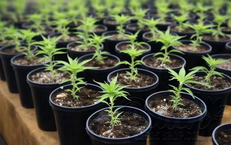Selecting and Preparing Soil