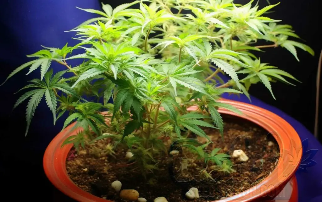 Selecting and Preparing Soil