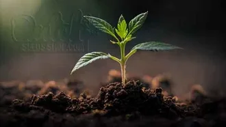 Seedling Stage