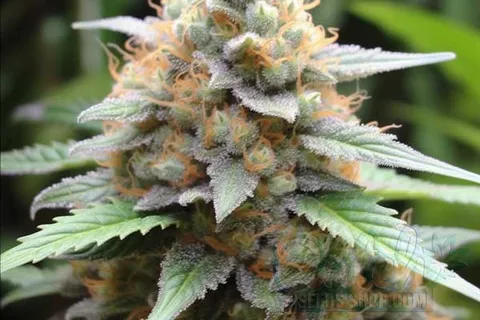 Aroma and Flavor