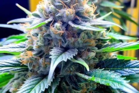 Aroma and Flavor