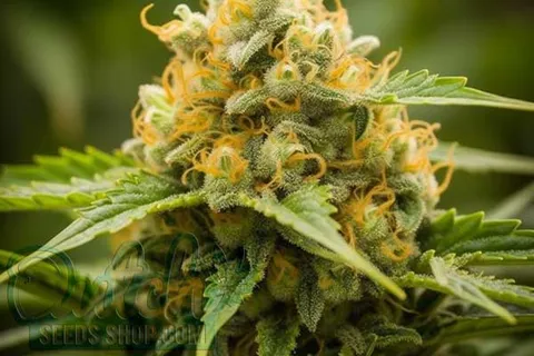 Aroma and Flavor