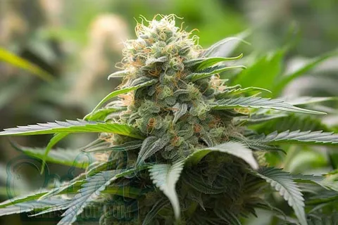 Aroma and Flavor