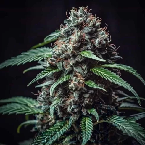 Blue Dream Feminized Seeds