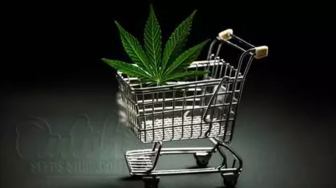 Buy Best CBD Auto Seeds From USA And Canada At Dutch Seeds Shop