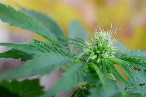Can You Get Female Cannabis Seeds Naturally Without Male Flowers