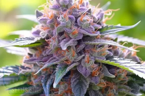 Cotton Candy Strain Origin