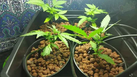 Deep Water Culture – Dwc